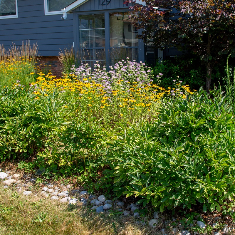 a residential rain garden