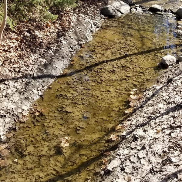 a segment of Jaffarys Creek visible above ground in spring