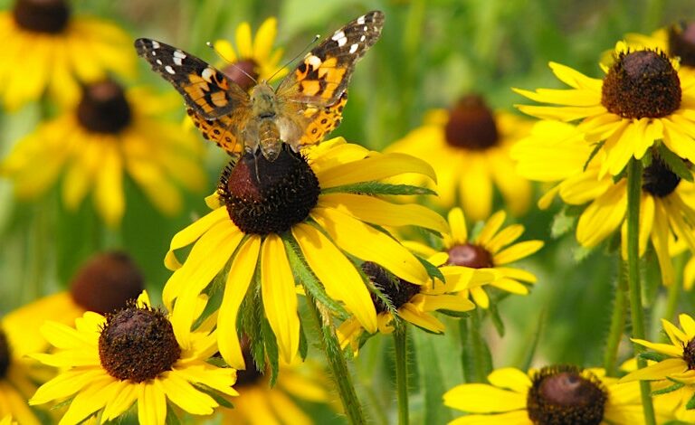 Pollinator Garden Stewardship – Amberlea Park | Conservation Youth Corps