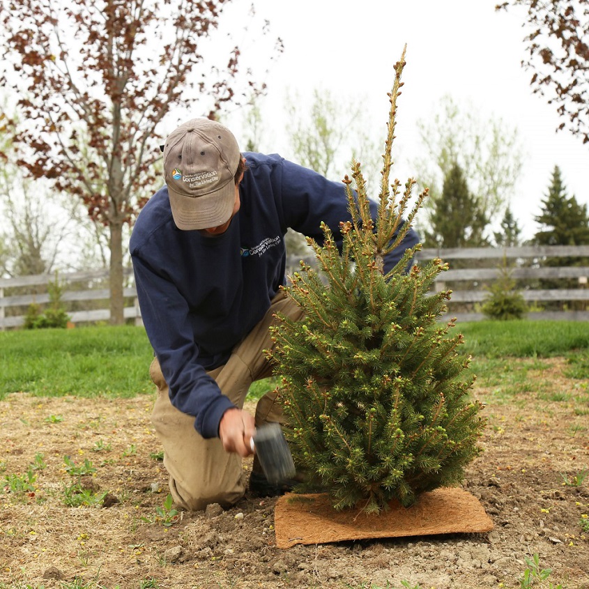 TRCA team member plants tree on rural property