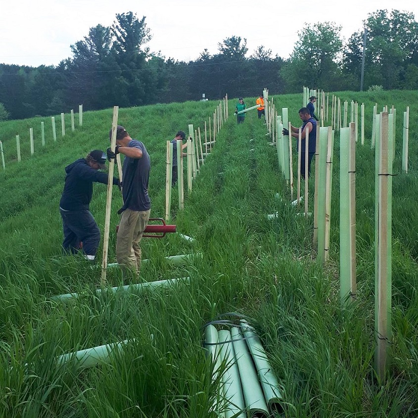 TRCA reforestation crew plants stakes in ground on rural property