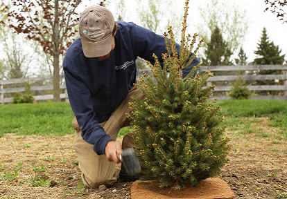 TRCA team member plants tree on rural property