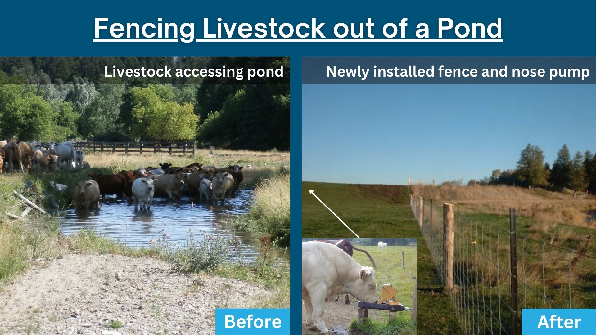 Livestock-Fencing-from-Environmentally-Sensitive-Feature-Before-After