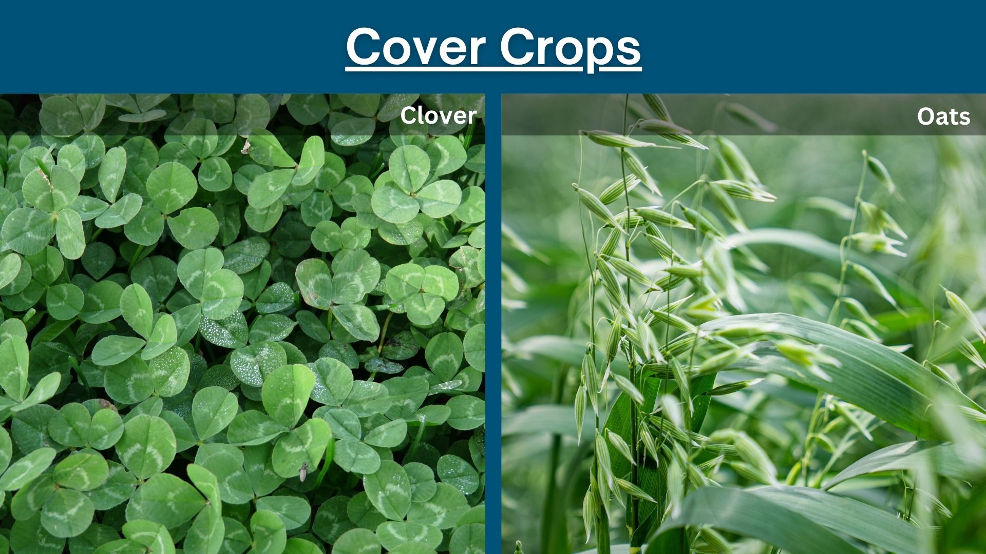 Cover Crops Before and After