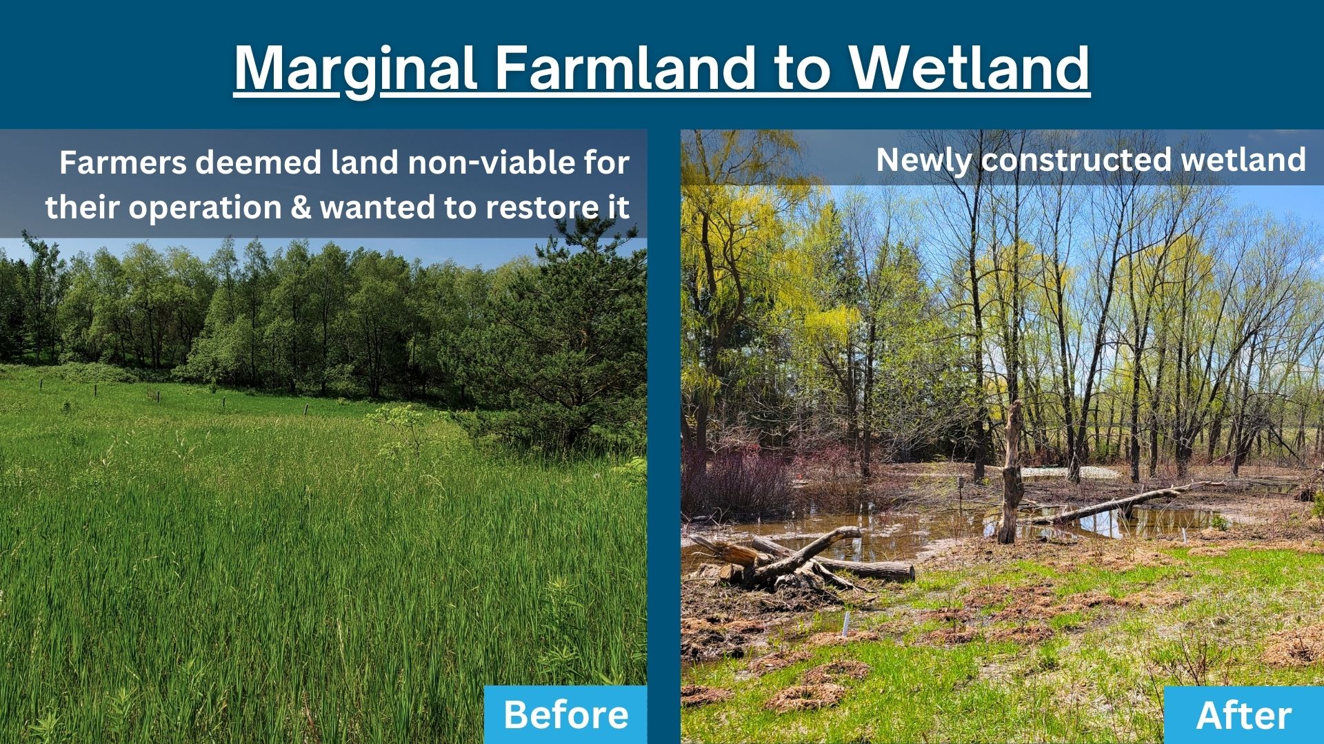 Natural-Area-Restoratino-Enhancement-Before-After