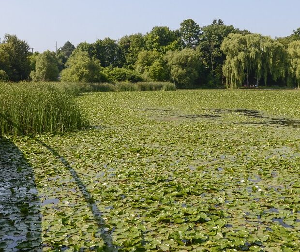 Rouge River Watershed