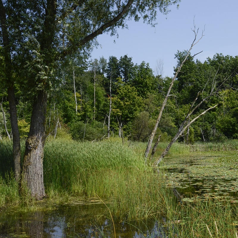 a wetland area in the Rouge River watershed