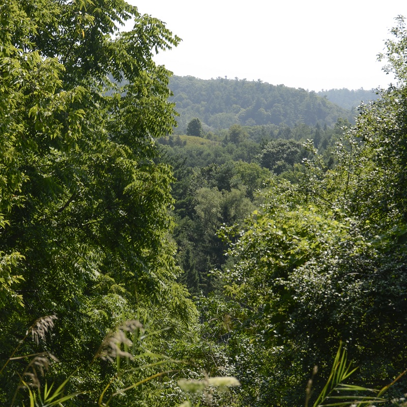 a forest area in the Rouge River Watershed