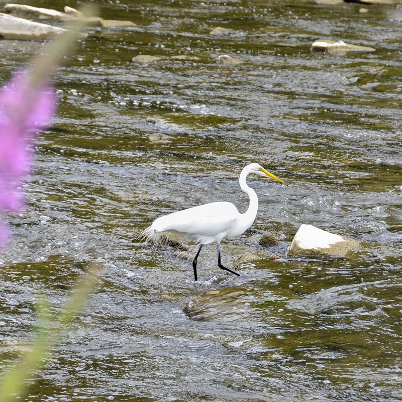 a heron stands in the shallows of the Humber River