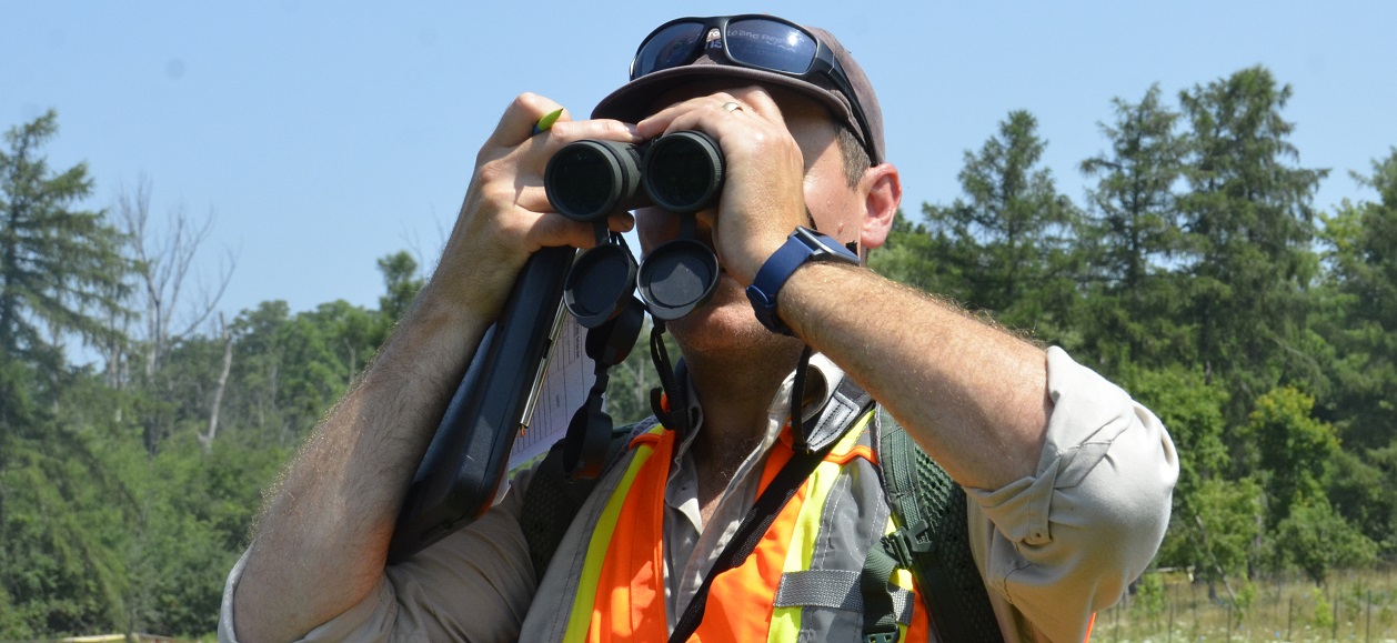 a TRCA biologist uses binoculars to scan for wildlife in a meadow habitat