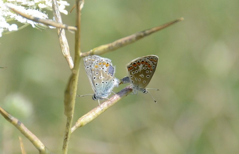 European Common Blue butterflies