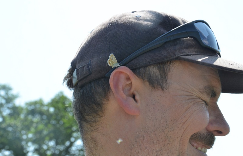 a European Common Blue butterfly lands on the ear of a TRCA biologist
