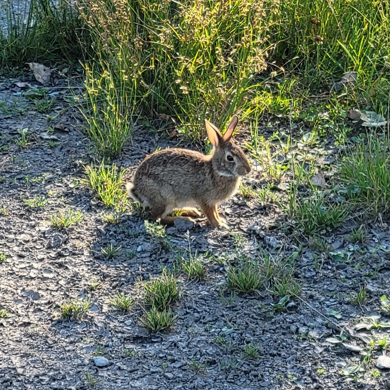 a rabbit spotted beside a trail at Tommy Thompson Park