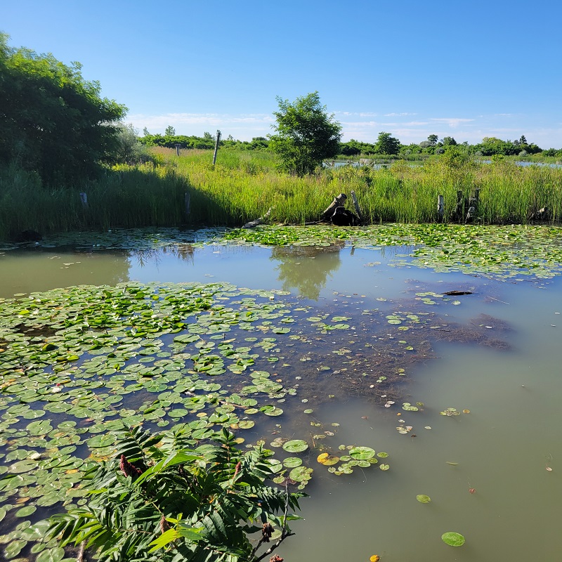 a wetland habitat at Tommy Thompson Park