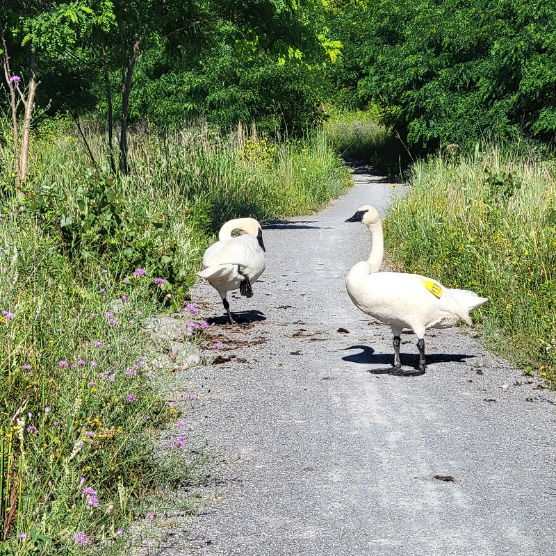 two geese spotted on a trail at Tommy Thompson Park