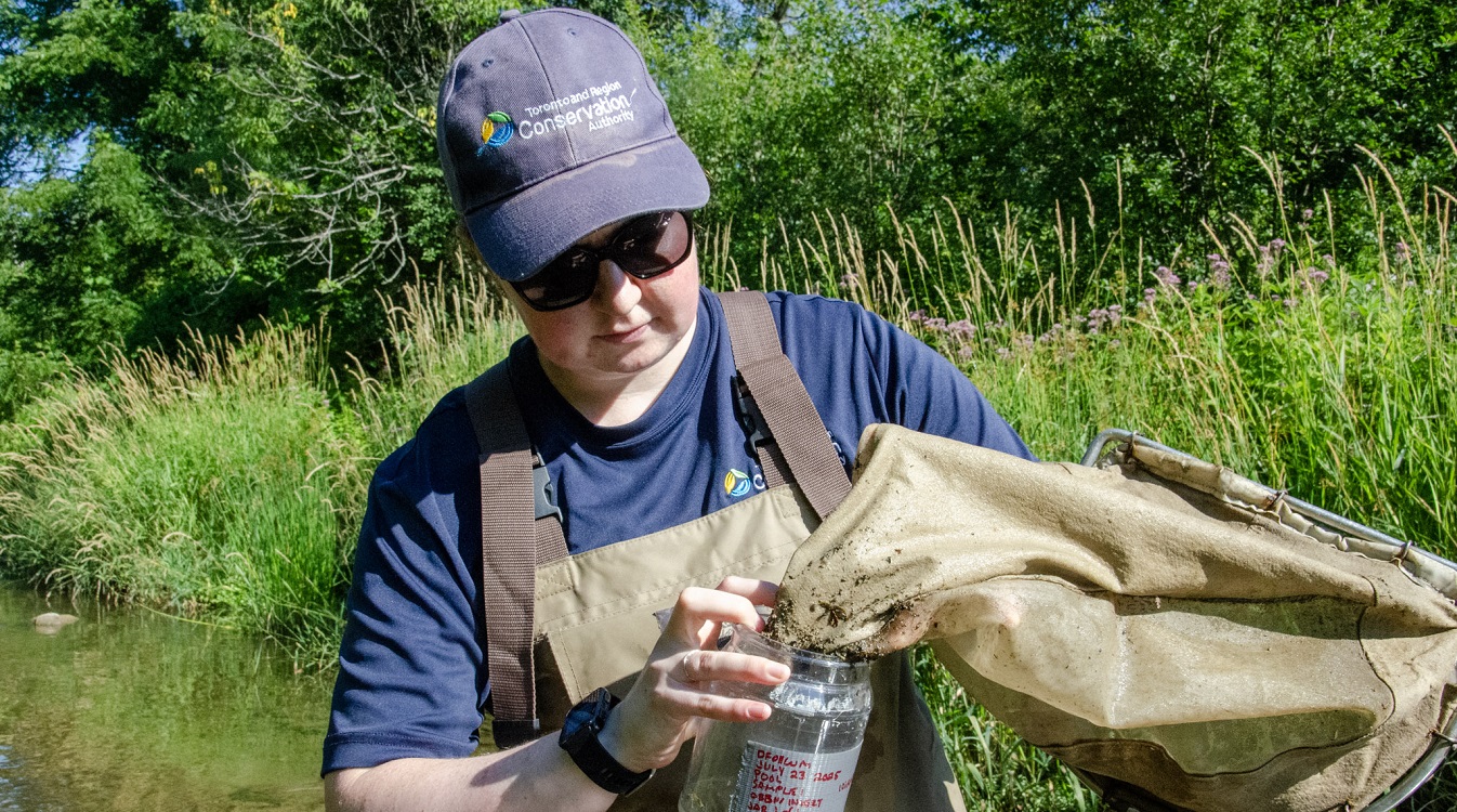 a member of the TRCA aquatic monitoring and management team collects benthos samples in the field