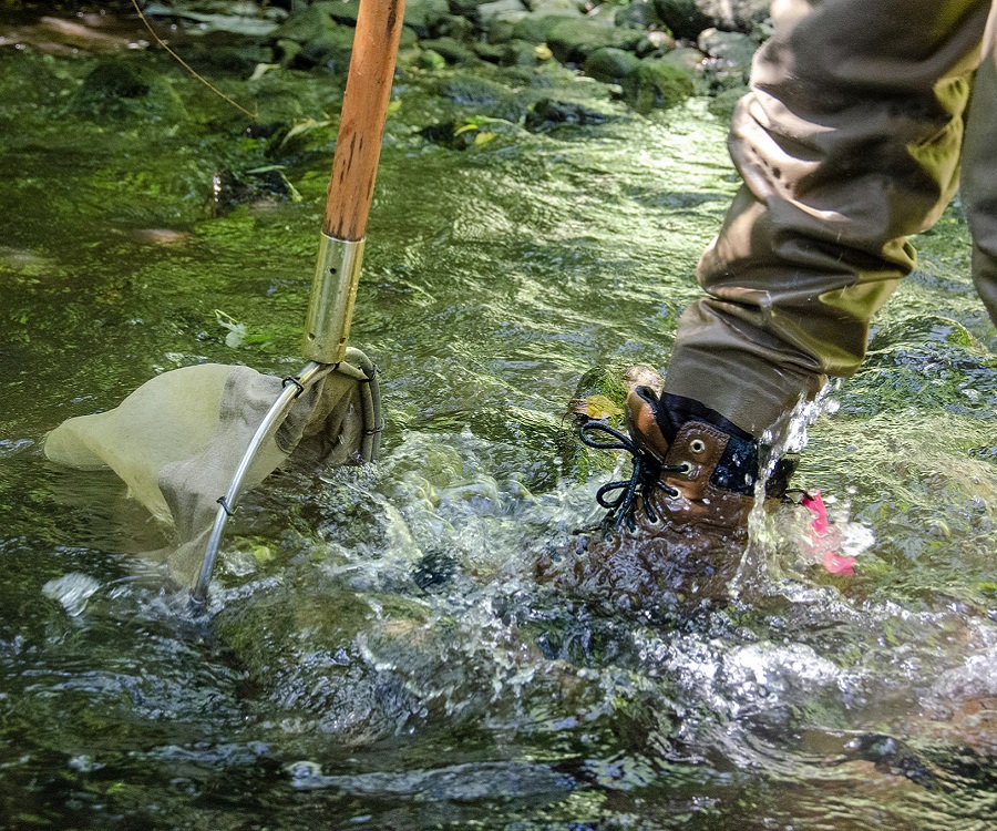 a member of the TRCA aquatic monitoring and management team collects benthos samples in the field