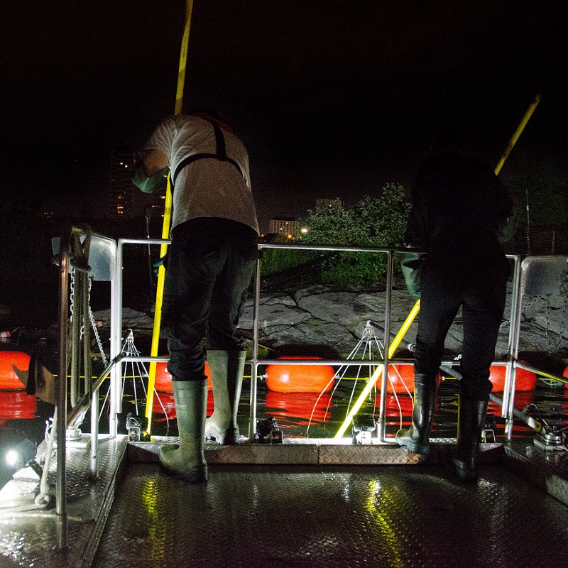 TRCA waterfront team members conduct an electrofishing survey at night