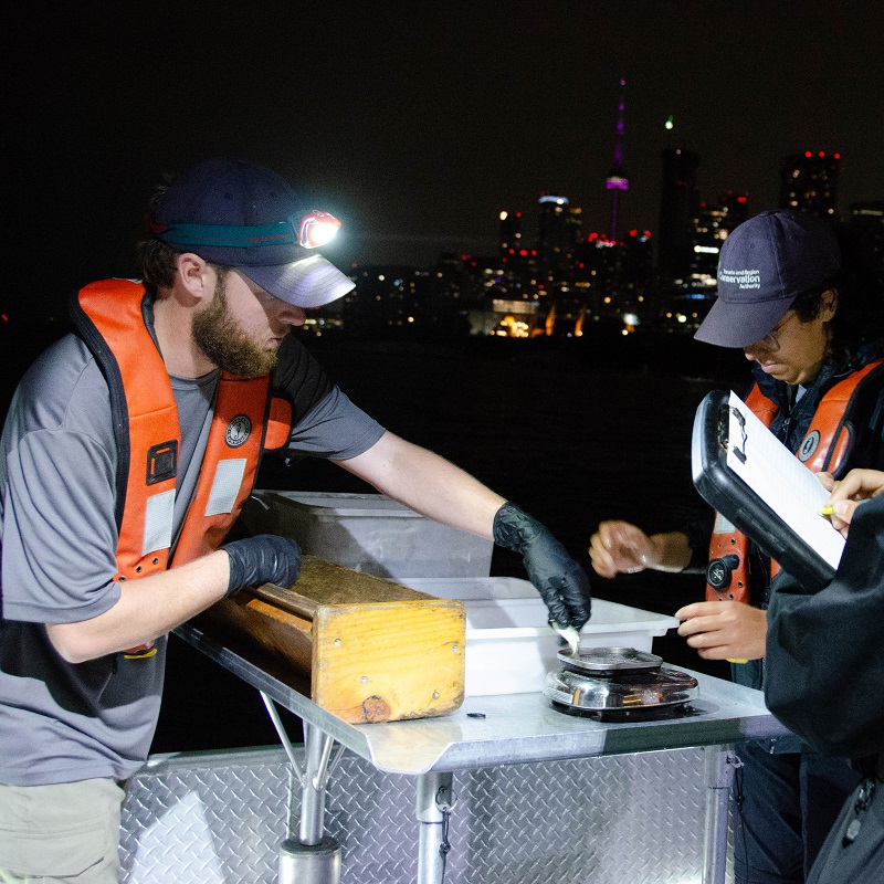 TRCA waterfront team members conduct an electrofishing survey at night