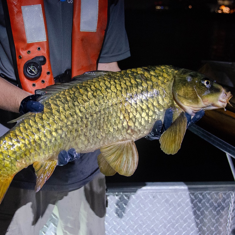 TRCA waterfront team member holds a carp caught during an electrofishing survey at night