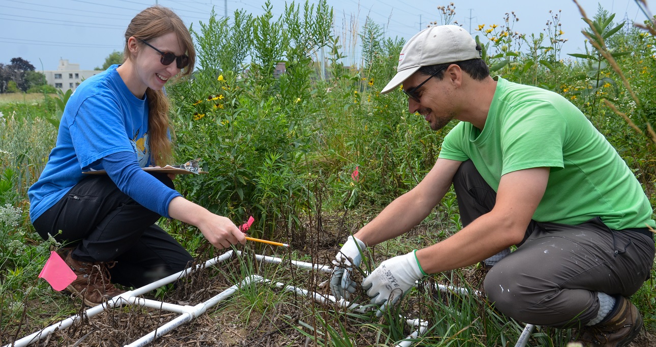 university researchers conduct research into meadow habitats and plant communities in The Meadoway