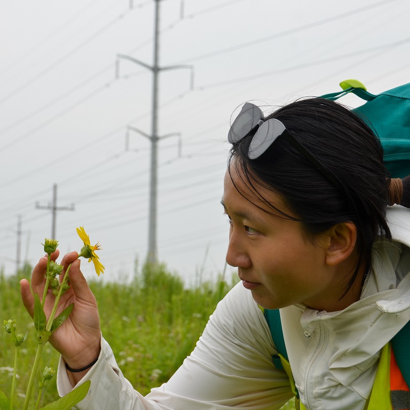 a university researcher conducts research into meadow habitats and plant communities in The Meadoway