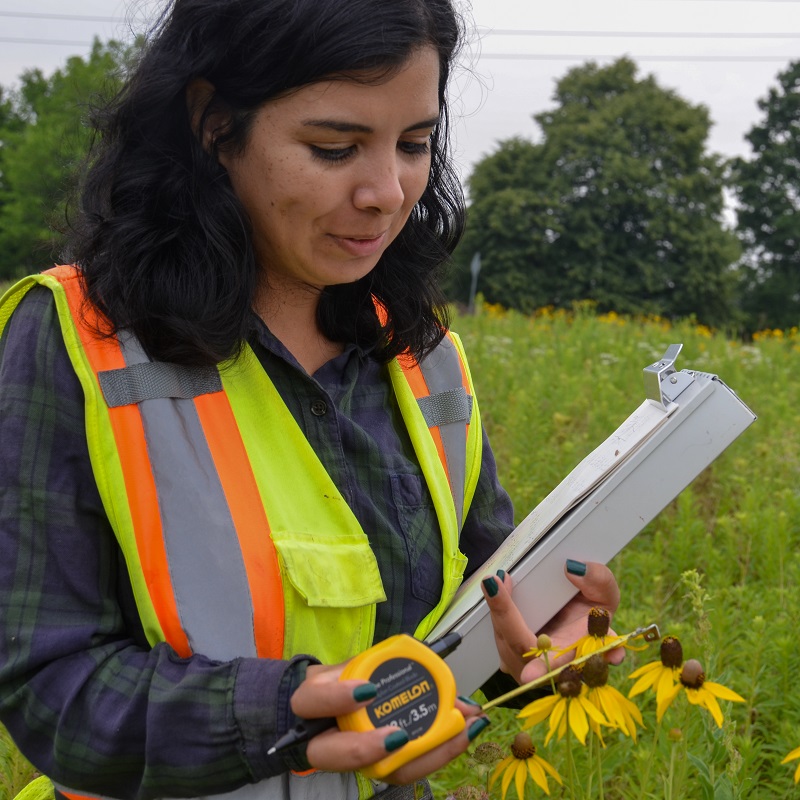 a university researcher conducts research into meadow habitats and plant communities in The Meadoway