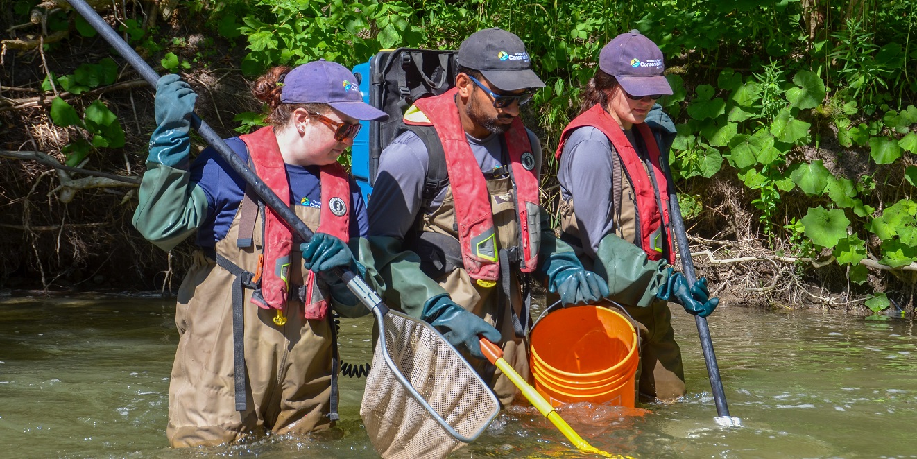 a TRCA field team conducts a stream electrofishing survey