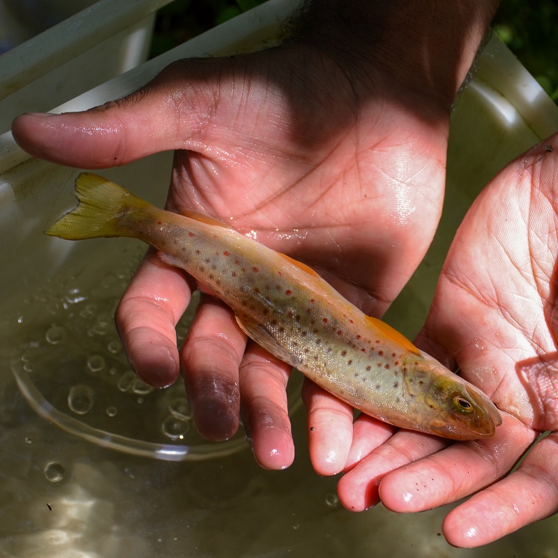 a TRCA field team member holds a fish caught during a stream electrofishing survey