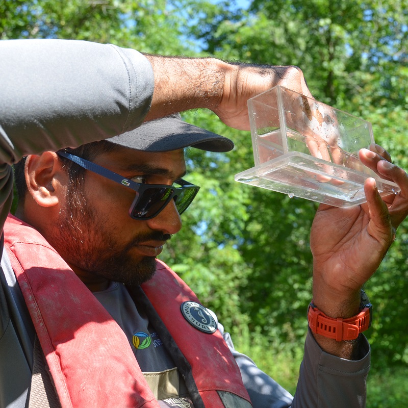 a TRCA field team member conducts a stream electrofishing survey