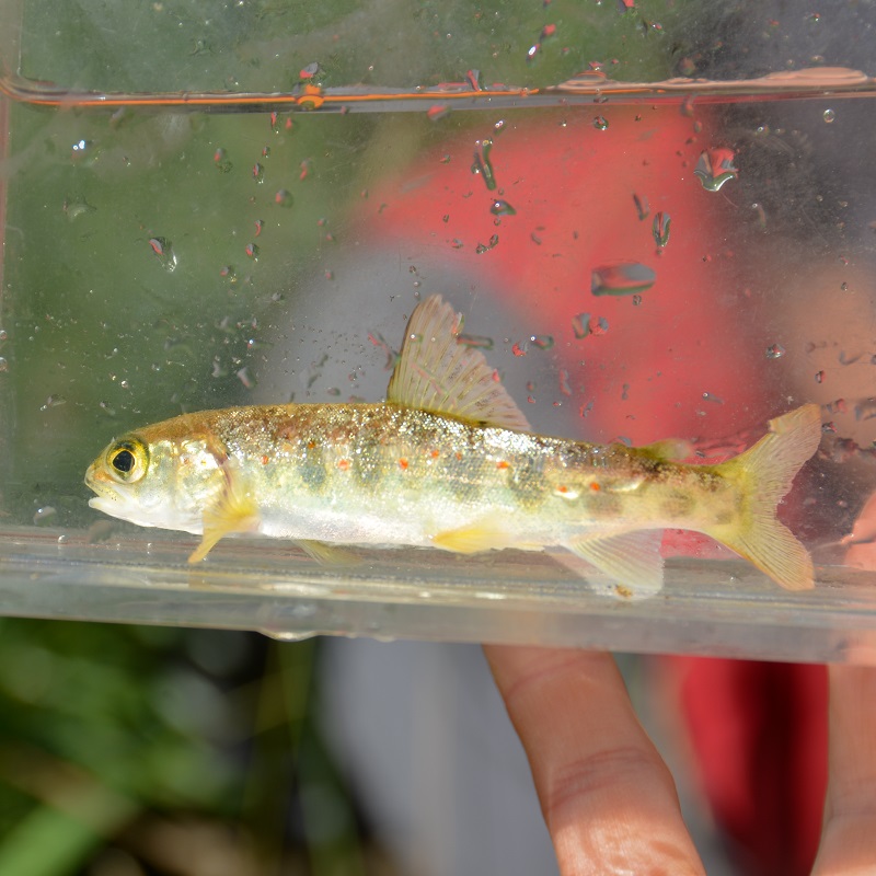 a TRCA field team member holds a fish caught during a stream electrofishing survey