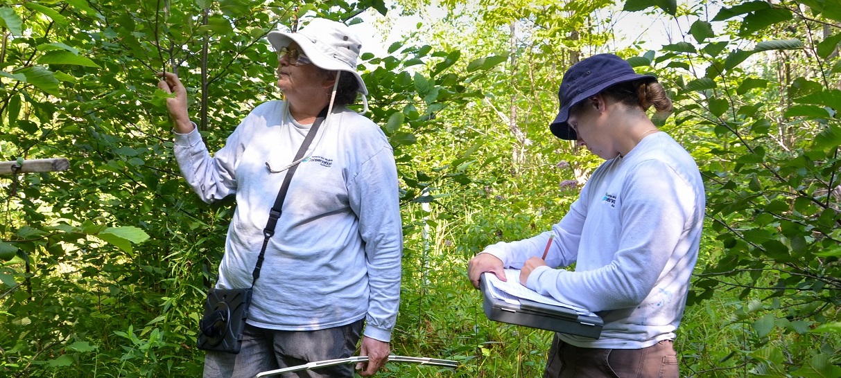 TRCA biologists conduct wetland monitoring in the field