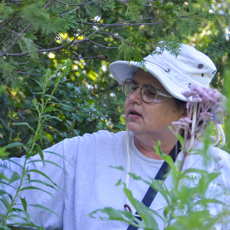 TRCA biologist conducts wetland monitoring in the field