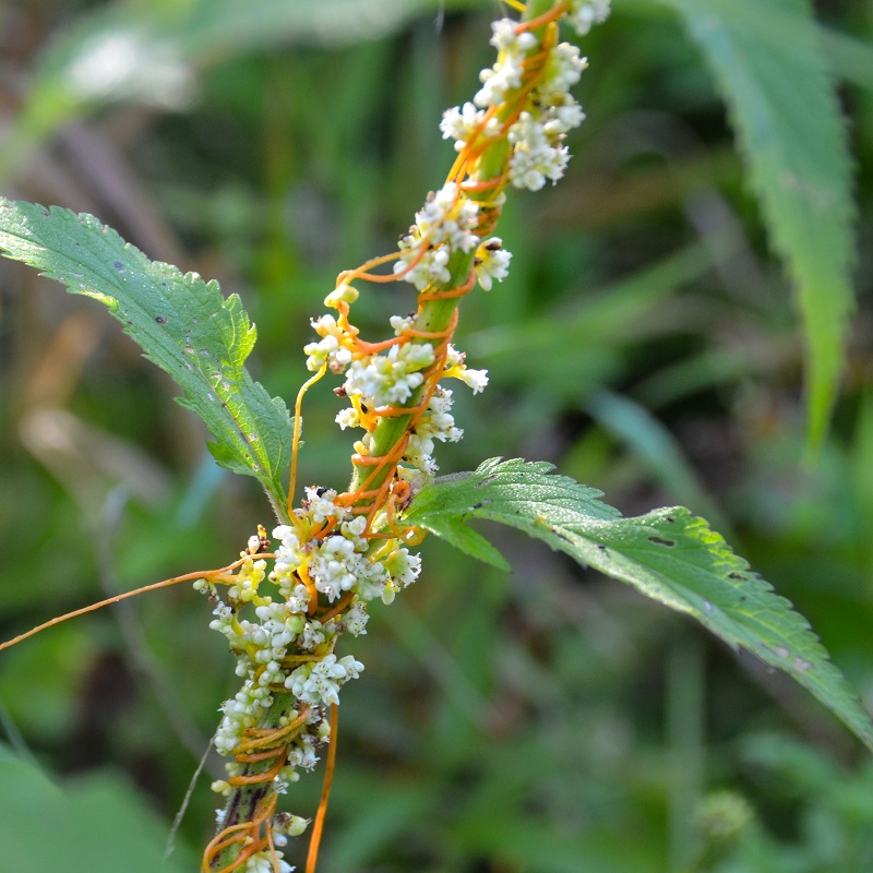 a native wildflower in a wetland habitat