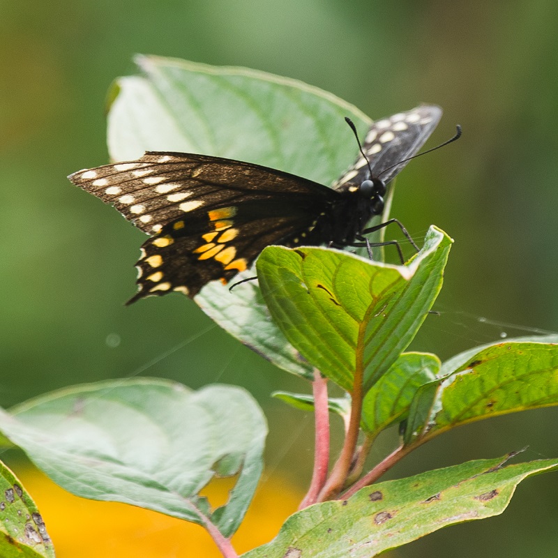 a butterfly lands on a native wildflower