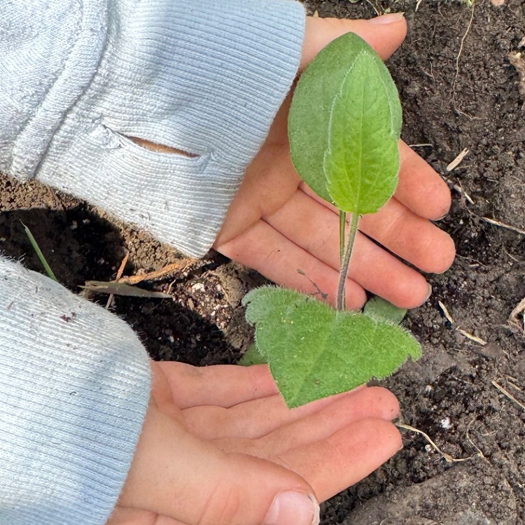 a student on an overnight field trip studies the diversity of local plant species