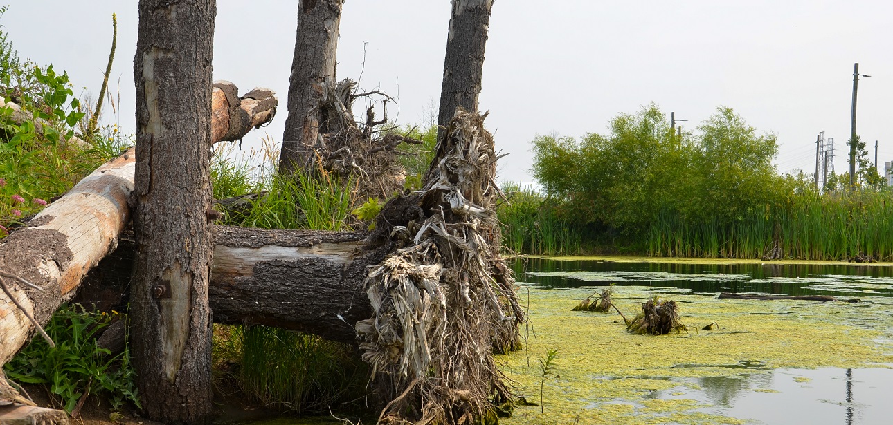 a wetland area on the Lake Ontario waterfront