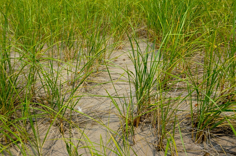 a wetland area on the Lake Ontario waterfront