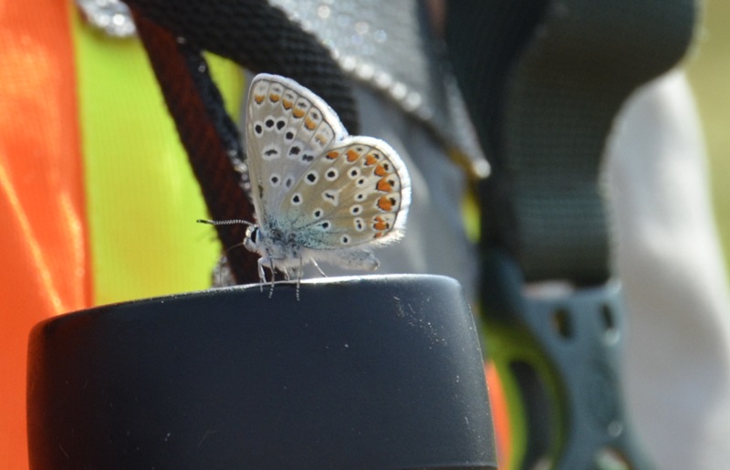 a European Common Blue butterfly lands on a pair of binoculars held by a TRCA biologist