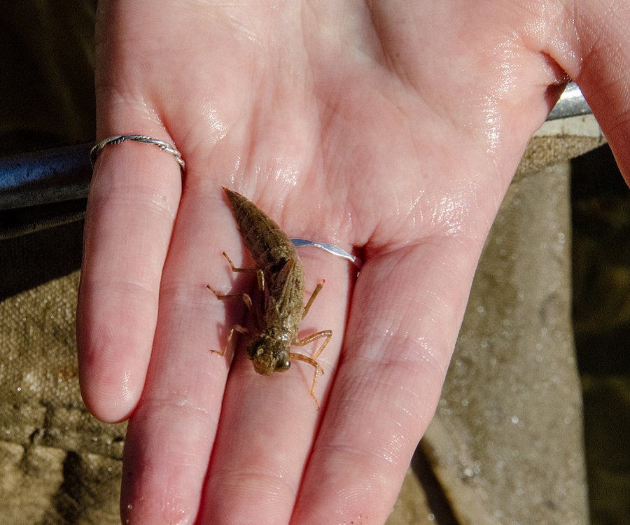 "a member of the TRCA aquatic monitoring and management team holds an aquatic insect collected from a stream habitat