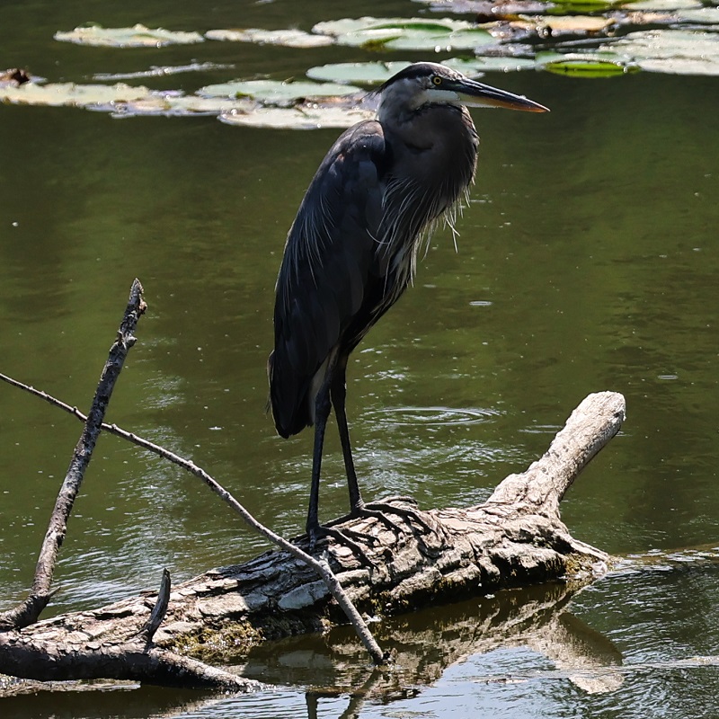 a Great Blue Heron sighted in the Rouge River Watershed