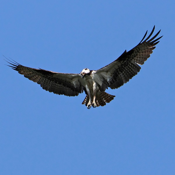 an osprey in flight