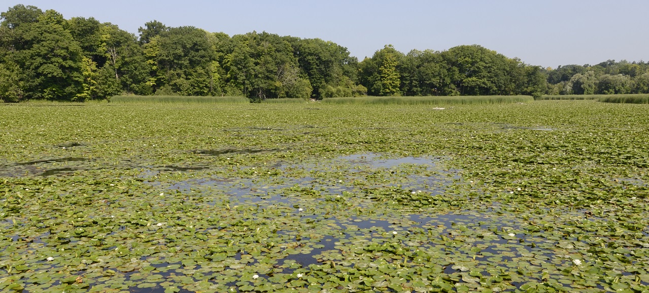 a wetland area in the Rouge River watershed