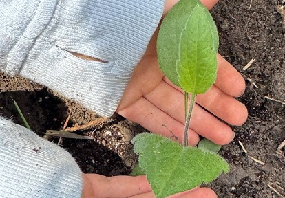 a student on an overnight field trip studies the diversity of local plant species