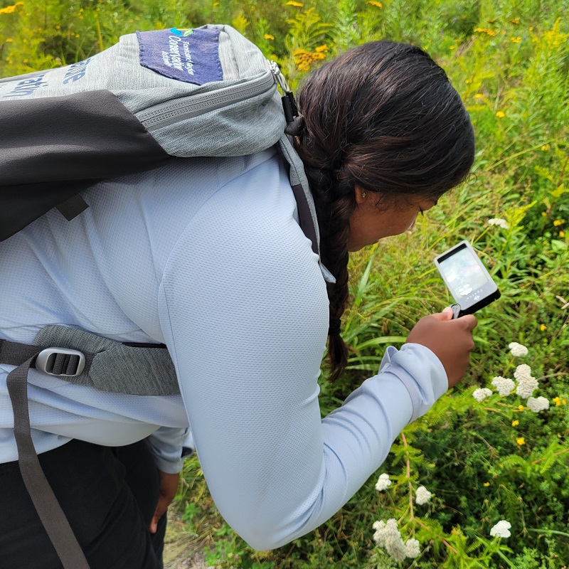 a visitor to Tommy Thompson Park uses tools from a nature exploration kit to examine native wildflowers