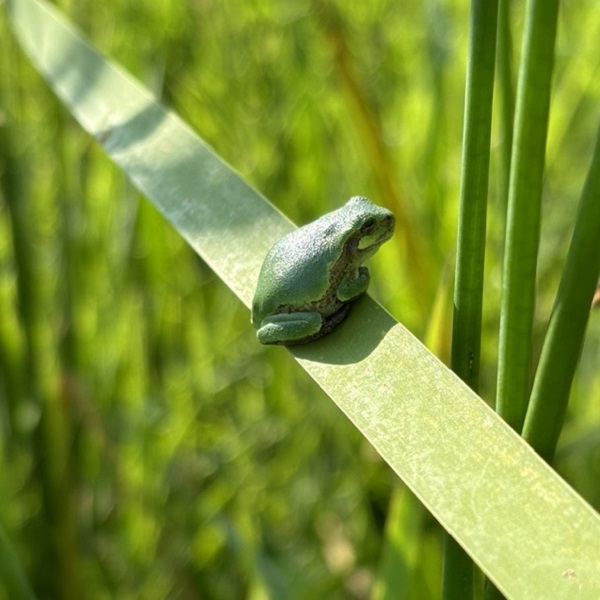 a grey treefrog sighted in a wetland area in the Rouge River watershed