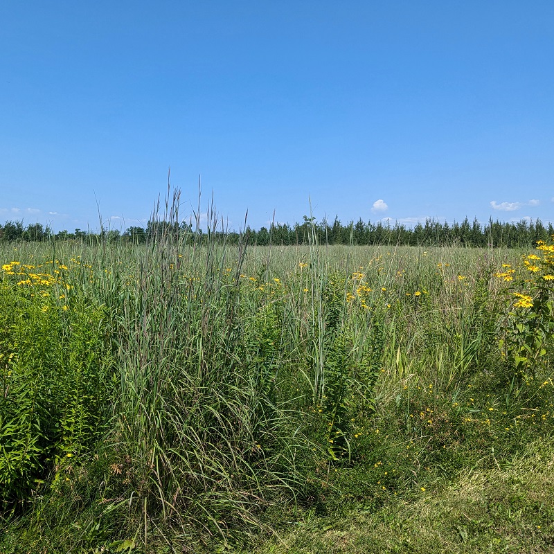 a meadow habitat in the Rouge River watershed
