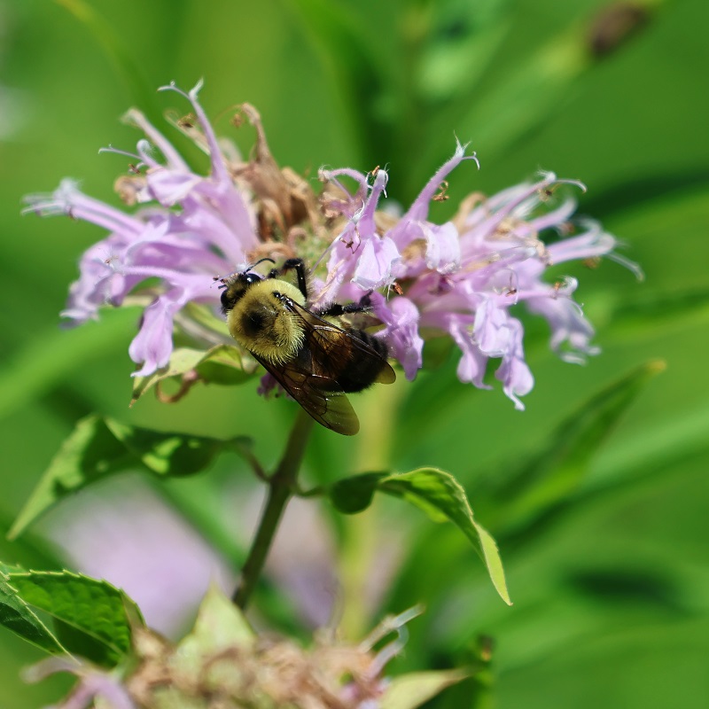 a bumble bee lands on a wild bergamot plant in the Rouge River watershed