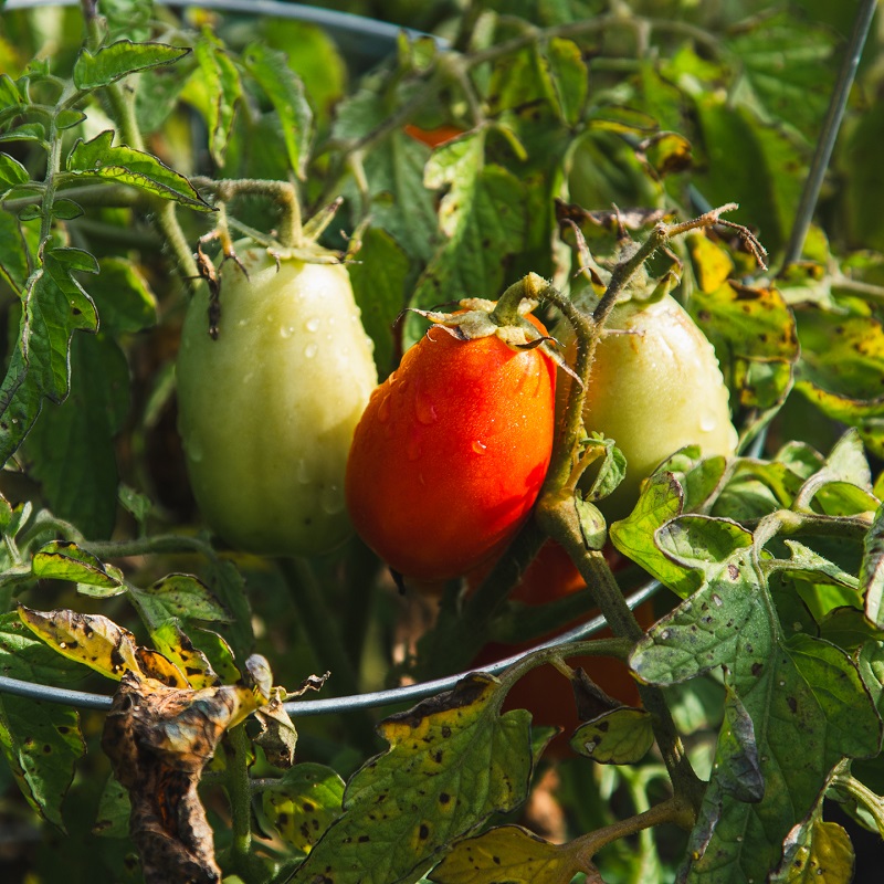 vegetables grow in an urban garden in the Rexdale SNAP neighbourhood