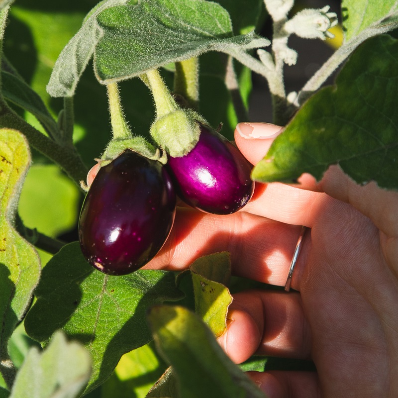 vegetables grow in an urban garden in the Rexdale SNAP neighbourhood